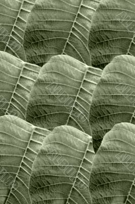 Plant leaf Background