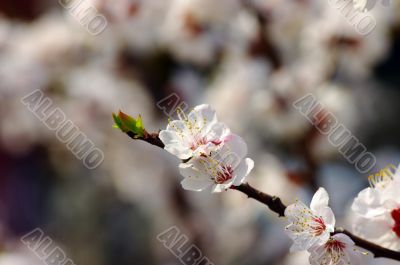 Pink apricot flowers on the branch. Spring time. 