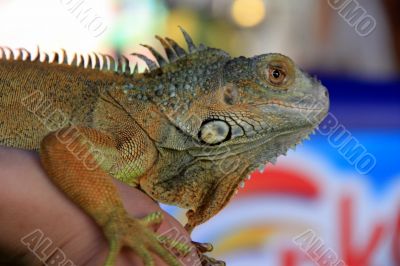 Bright and beautiful iguana.