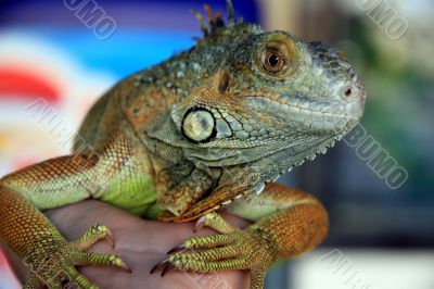 Bright and beautiful iguana.