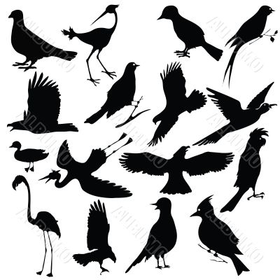 birds