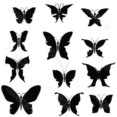 butterflies