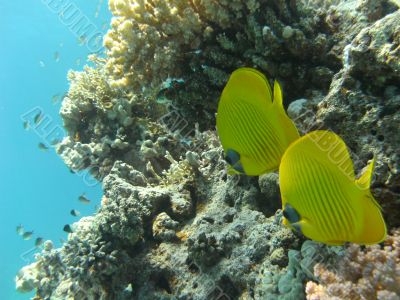 Fishes in Red sea