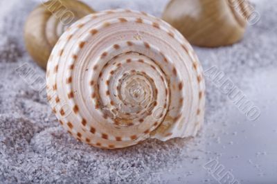 Shells