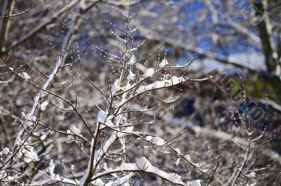  snowy landscape, winter in Russia