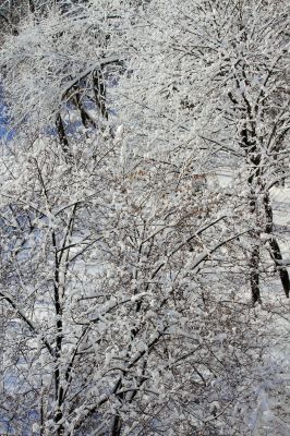  snowy landscape, winter in Russia