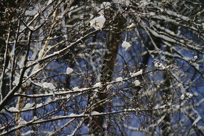  snowy landscape, winter in Russia