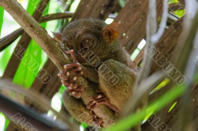 Tarsier