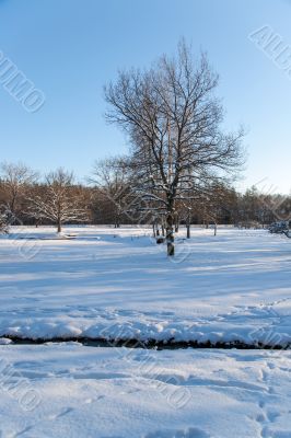 Cold day russian winter polar life