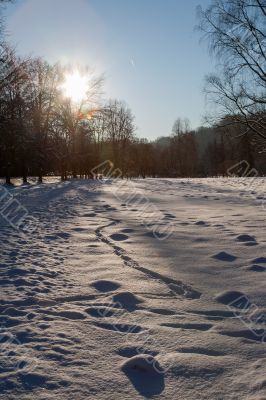 Cold day russian winter polar life