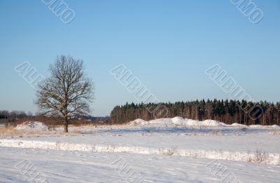 Cold day russian winter polar life