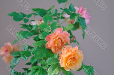 Bloom Roses
