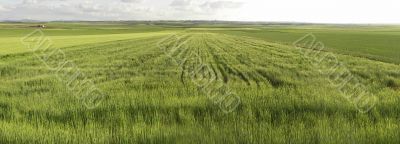 cultivated field