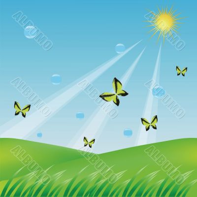 butterflies