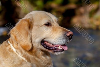 Golden Retriever