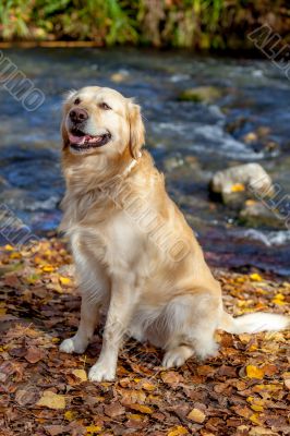 Golden Retriever