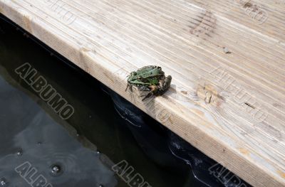 The frog