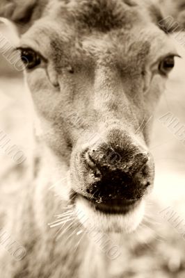 Red deer