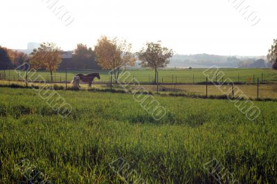 Horses on a pasture