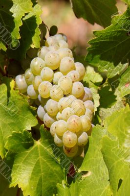 grapevine