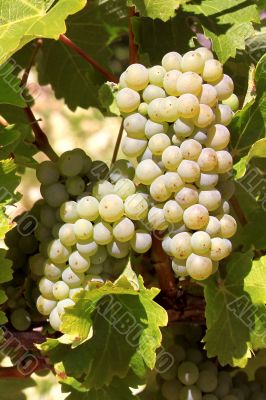 vines