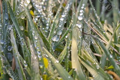 Drops