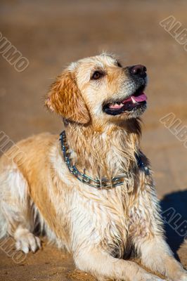 Golden Retriever