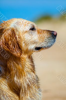 Golden Retriever