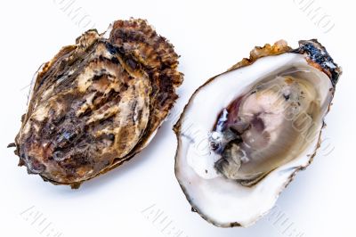 Two oysters