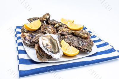 Oysters