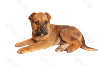 tan puppy laying down