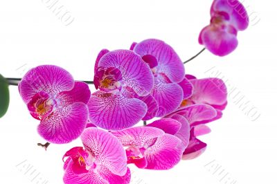 Pink phalaenopsis orchid on a white background. Over white