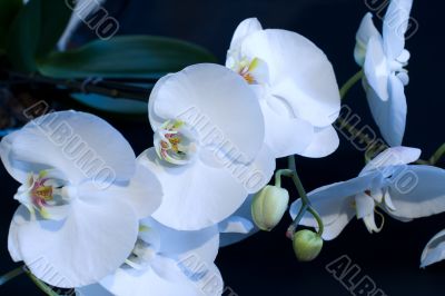 White phalaenopsis orchid on a black background.