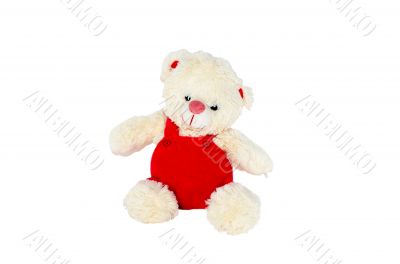 Isolate plush bear