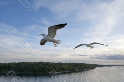 sea gull flying in the blue sky