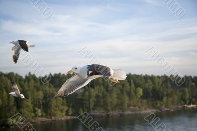 sea gull flying in the blue sky