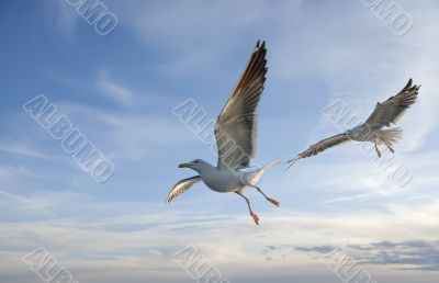 sea gull flying in the blue sky