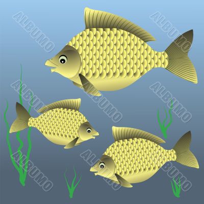 three fish