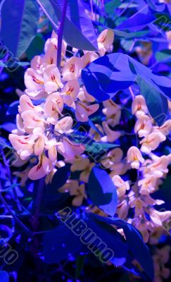 Beautiful exotic flowers
