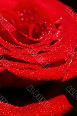 Red rose