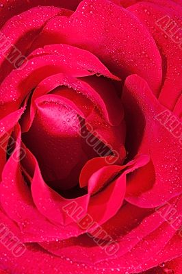 Pink rose