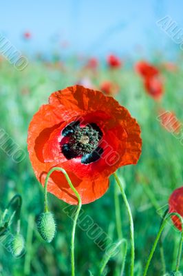 Beautiful red poppy