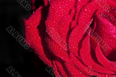 Red rose
