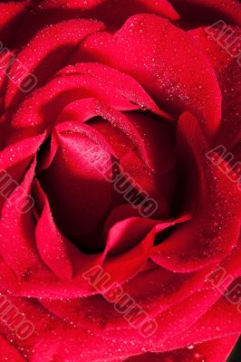 Red rose