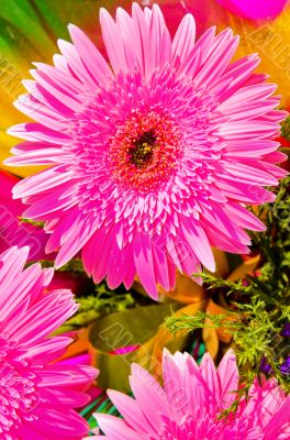 Beautiful pink flowers