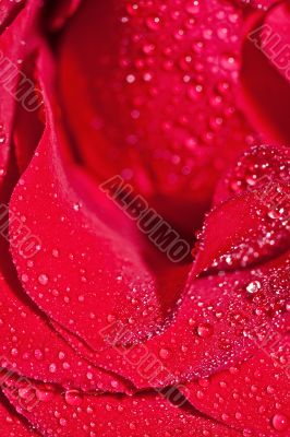 Red rose