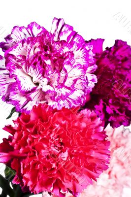 Carnation flowers