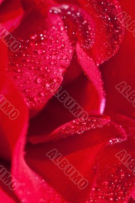 Red rose