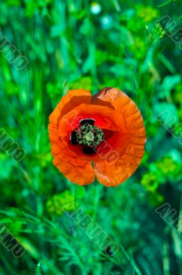 Beautiful red poppy