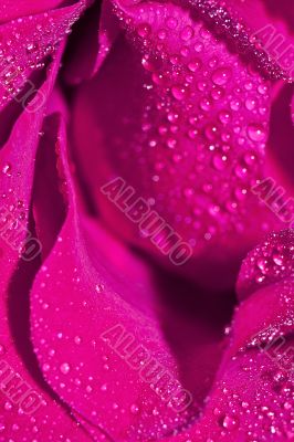 Pink rose